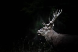 Cerfs et biches