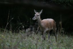 194A0754_DxO