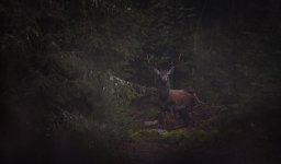 305A0052_DxO-Modifier