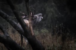 CJ9I2970_DxO_Modifier