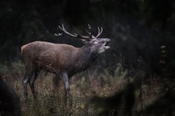 CJ9I2992_DxO-Modifier
