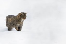 305A0018_DxO_Modifier