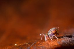 Collembole_stacking_5_images