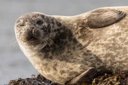 Quelques animaux