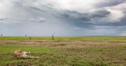 gu_pard_03_29