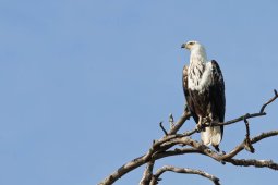 pygargue_vocifer_aigle_p_cheur_5698