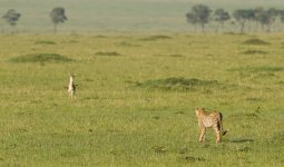 gu_pard_en_chasse_11_2