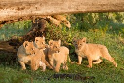 lion_04_38