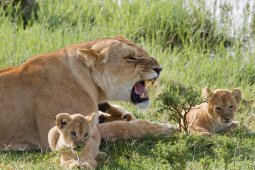 lion_5589