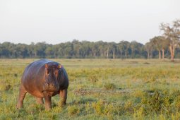 hippopotame_04_1
