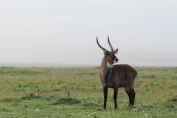 waterbuck_2_sur_2_