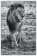 lion_5133_Modifier