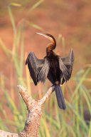 Anhinga_8378