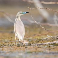 H_ron_crabier_chevelu_7315