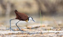 Jacana_1