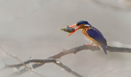 Martin_p_cheur_hupp_0678