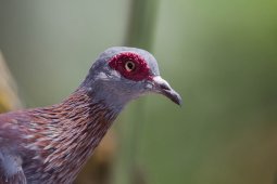 Pigeon_roussard_9175