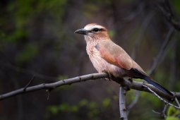 Rollier_vari_9598