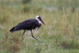Cigogne_piscopale_4