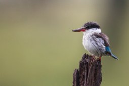 Martin_chasseur_stri_7