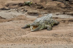 Crocodile_du_Nil