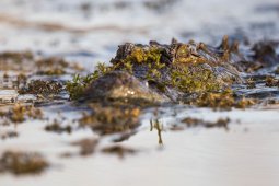 Crocodile_du_Nil_8621