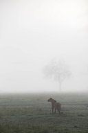 E62C8250
