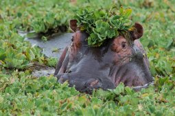 Hippopotame_1_2