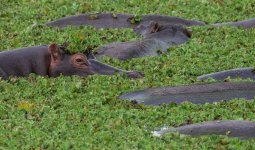 Hippopotame_2