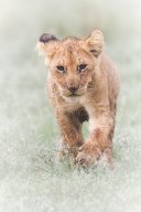 Lion_11