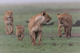 Lion_13