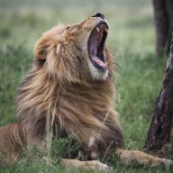 Lion_21
