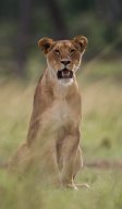 Lion_4