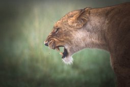 Lion_8