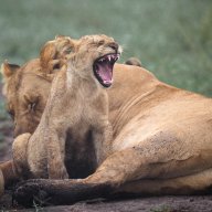 Lion_9