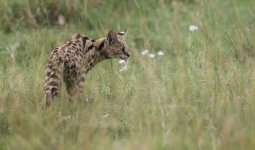 Serval_6