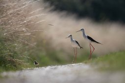 DL2I0576