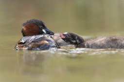 F09A4363