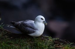 Fulmar_boreal-9732