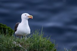 Goeland_marin-9743