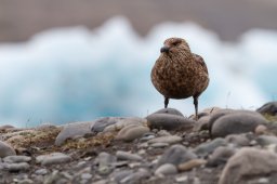 Des oiseaux
