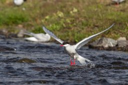 Sterne_arctique-9936