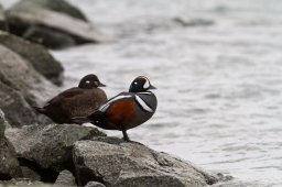 canard_arlequin_plongeur-8707