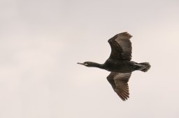 DSC_4014-Modifier