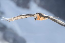 Rapaces