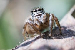 Reptiles, insectes