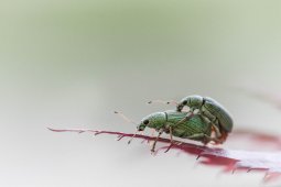 Charan_on_vert_p_le_2