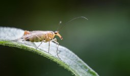 Mouche_scorpion_3709