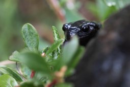 Salamandre_alpestre_5782