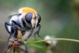 Volucella_bombylans_stacking_6_images_